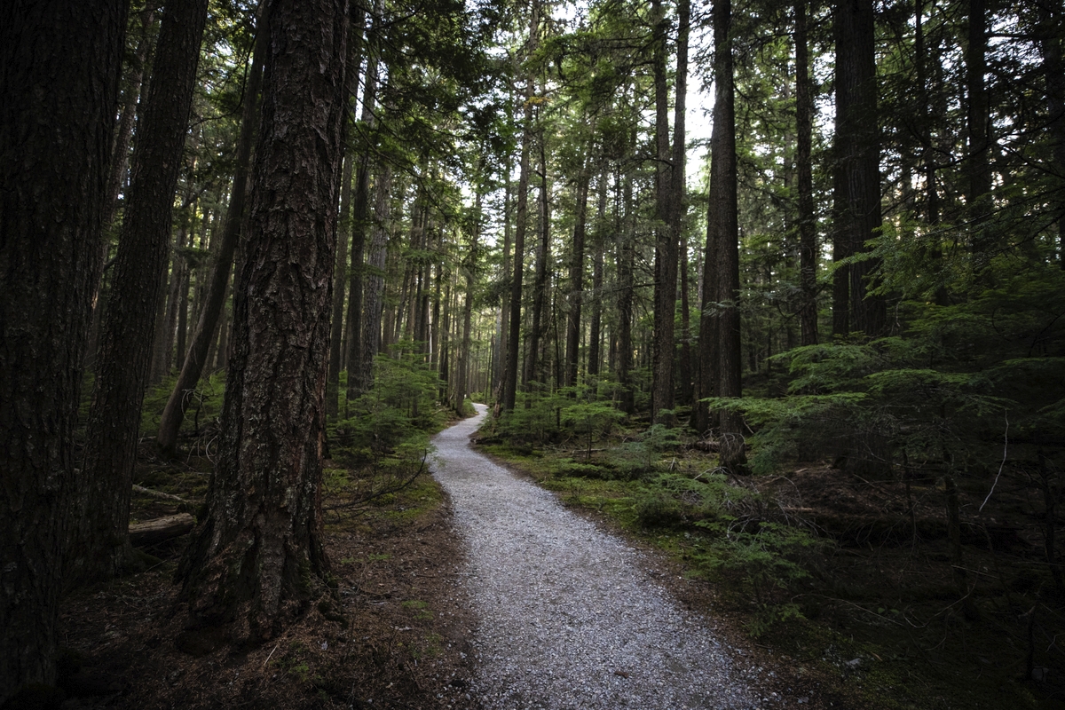 Crafting Captivating Headlines: Your awesome post title goes here trail-in-the-woods-copy
